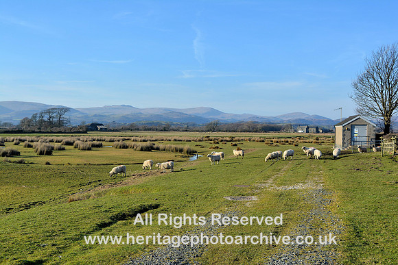 HRS 9144 Kirkby in Furness, sheep near estuary DSC_0058