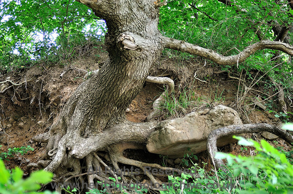 HRS 7051 Bardsea, Sea Wood, Tree roots supported by glacial erratic in till
