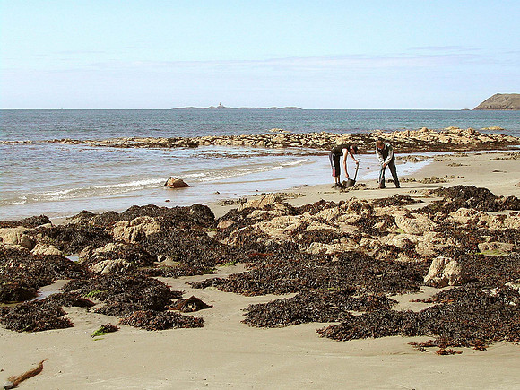 HRS 373 Men digging Church Bay, Anglesey 2003