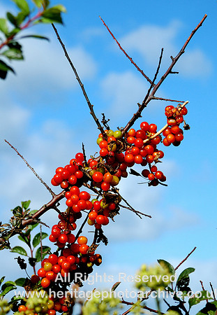 HRS 883 Autumn berries near Llanlleiana