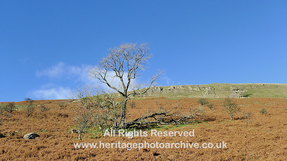 HRS 9849 Barbondale, fallen tree L1180721