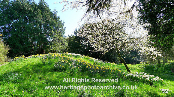 HRS 9025 Morland, spring flowers in old limestone quarry garden L1150238