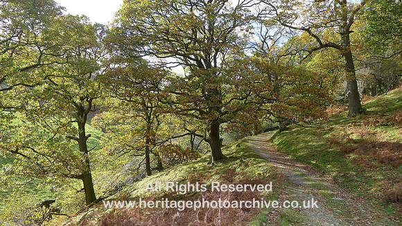 HRS 9841 Barbondale, woodland walk L1180725