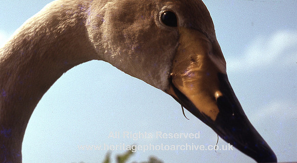 HRS 10875 WWT. Martin Mere, Bewick swan