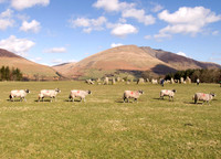 HRS 822 Keswick, Castlerigg Stone Circle, sheep in a line
