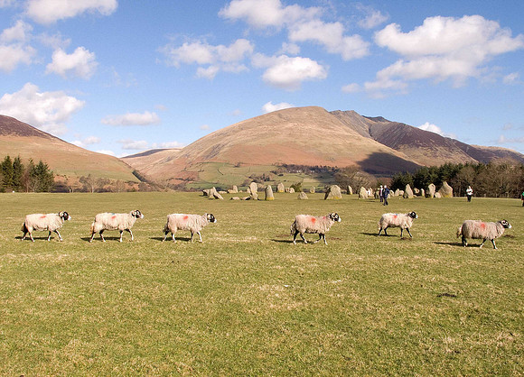 HRS 822 Keswick, Castlerigg Stone Circle, sheep in a line