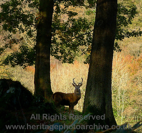 HRS 7741 Stag near Witherslack