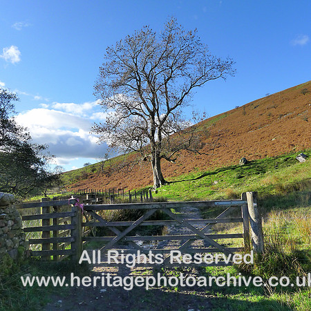 HRS 9851 Barbondale, gate and tree L1180712