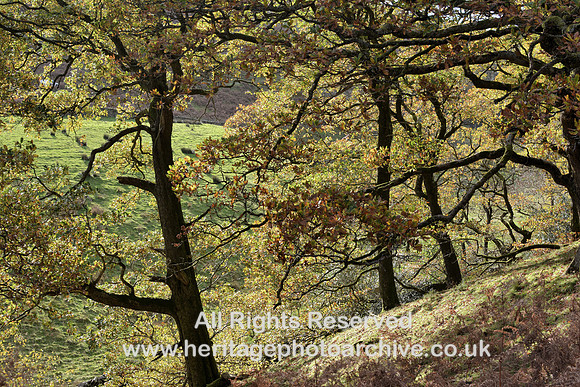 HRS 9847 Barbondale, autumn trees DSC_0096