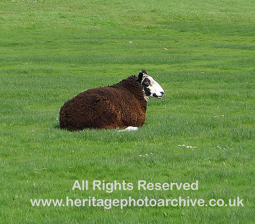 HRS 6986  Herdwick ewe