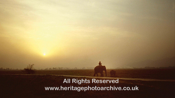 HRS 958 Kaziranga NP Assam, more elephants at Dawn 1995