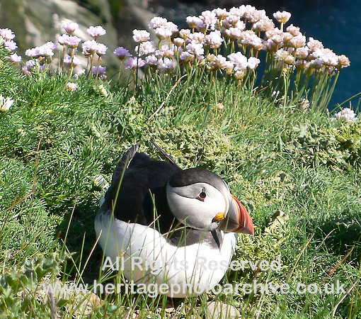 HRS 1820 Puffin Sumburgh Head Shetland
