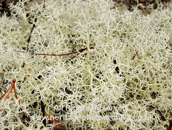 HRS 6522 White lichen Gwydyr 2005