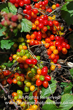 HRS 882 Autumn berries near Llanlleiana
