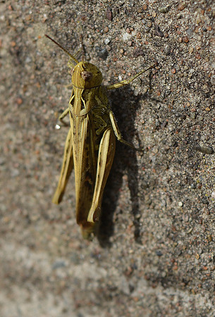 HRS 10843 Flookburgh, Grasshopper Flookburgh