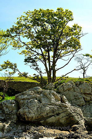 HRS 6994 Silverdale, shore line tree and boulder