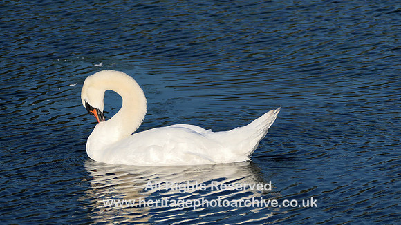 HRS 11072 Llanfairfechan, Mute swan 2022
