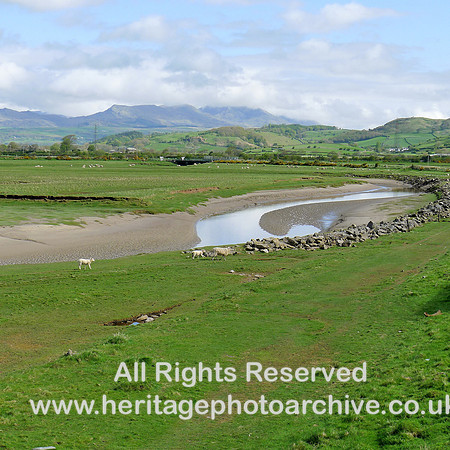HRS 9153 Kirkby in Furness, Duddon Estuary sheep L1060406