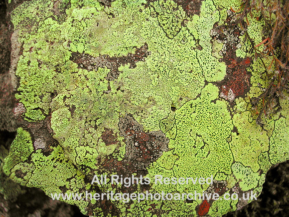 HRS 6523 Green lichen Gwydyr 2005
