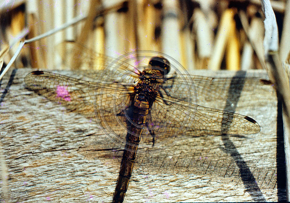 Dragonfly Leighton Moss