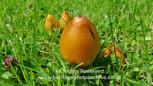 HRS 7451 Flookburgh, Hygrocybe spp