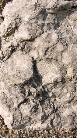 HRS 1748  Carboniferous, Rugosa Caninia colony
