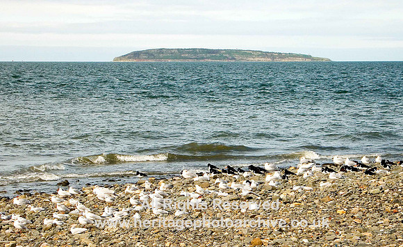 HRS 583 Puffin Island and gulls