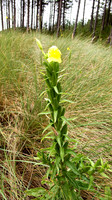 HRS 581  Common Evening Primrose, Newborough, Anglesey