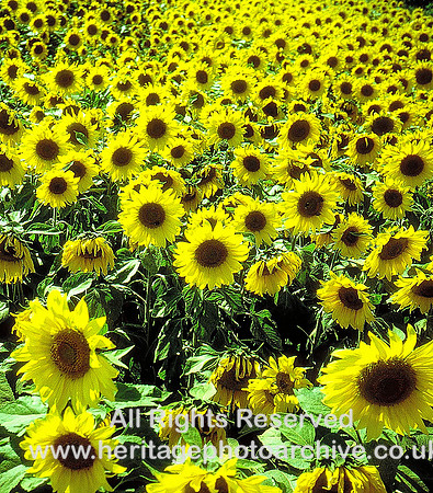 HRS 3744 Ormskirk, sunflowers Aug 1995