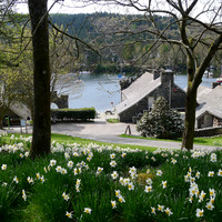 HRS 8777 Fell Foot, daffodils