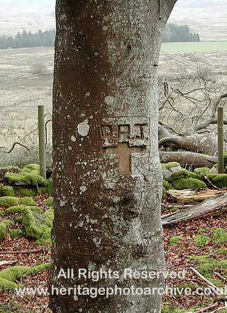HRS 5130 Tree inscription Cynefail 2010