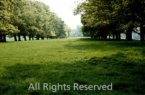 Lowther Castle, Avenue of oaks 1985