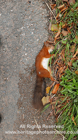 HRS 10480 Bolton village, red squirrel body L7750044