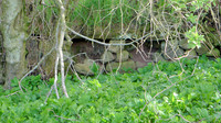HRS 8910 Blencarn, smoot at base of old derelict dry stone wall L1150300
