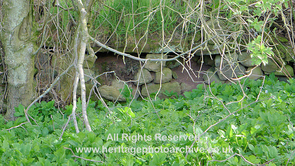 HRS 8910 Blencarn, smoot at base of old derelict dry stone wall L1150300