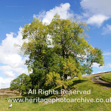 HRS 8536 Barbondale, Fell House area oak tree L7700421