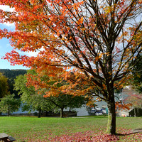 HRS 8771 Fell Foot, autumn
