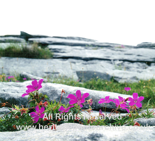 HRS 3443 Ireland, Burren, Bloody Cranesbill on limestone