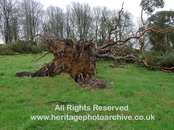 HRS 10779 Cartmel, Storm Arwen Pine tree roots 2021