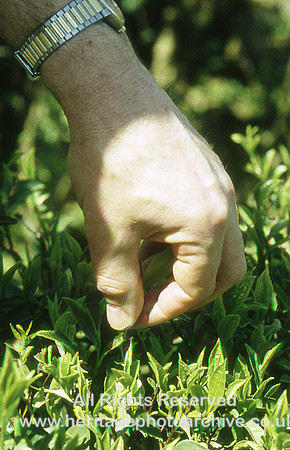 HRS 935 India, Assam, Darjeeling tea plucking close up 1995