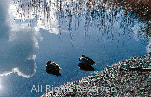 Esthwaite, ducks and sun 1986