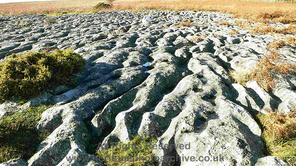 HRS 687 Limestone pavement Birkrigg Common