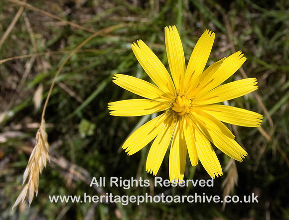 HRS 347 Hawkweed Abergwyngregyn
