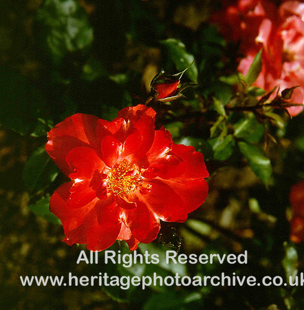 HRS 1533 Clitheroe Castle Gardens dog rose