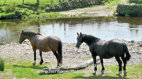 HRS 7545 Horses, Cautley Holme Beck ford