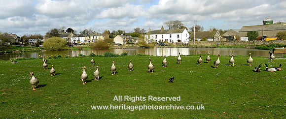 HRS 2208 Leece geese