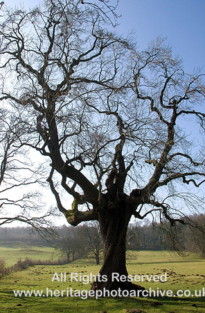 HRS 1745 Tree Beetham
