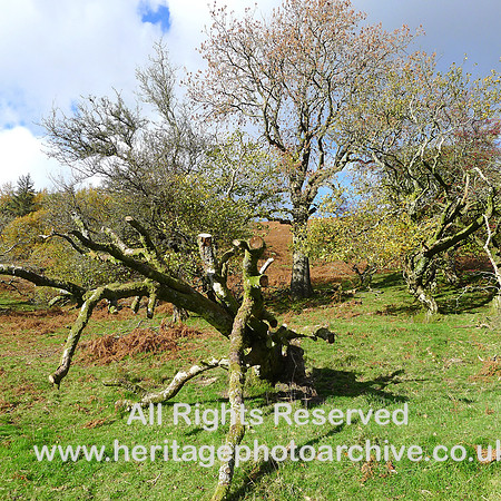 HRS 9843 Barbondale, tree down and cut L1180724