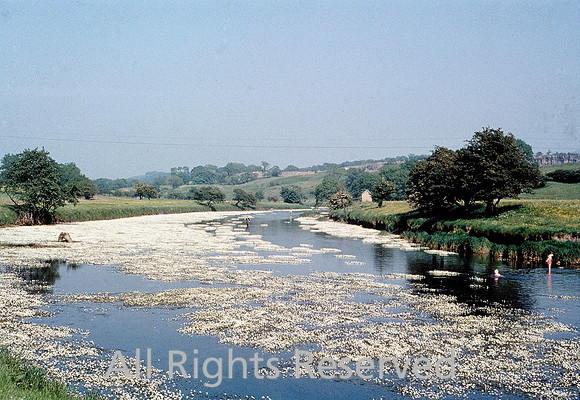 Ribble, White flowers on the river 1967