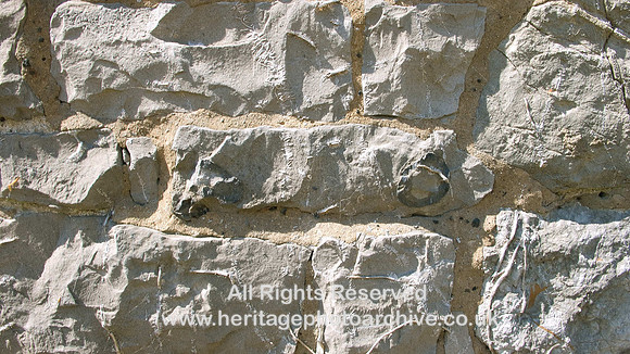 HRS 1534 Carboniferous, Crinoidea Clitheroe